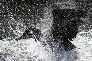 Great cormorant (Phalacrocorax carbo), cormorant