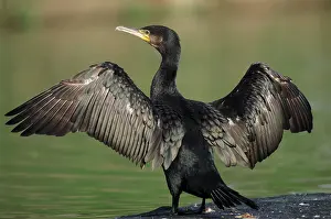 Great cormorant (Phalacrocorax carbo) drying its feathers