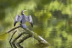 Great cormorant (Phalacrocorax carbo) drying wings on dead wood