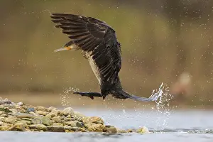 Great Cormorant (Phalacrocorax carbo) landing