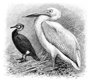 Great cormorant (Phalacrocorax carbo) on the left
