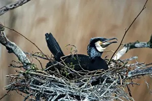 Great Cormorant (Phalacrocorax carbo) in its nest