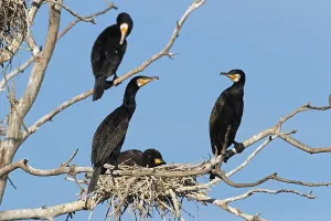 Great cormorant (Phalacrocorax carbo) at the nest