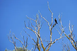 Great Cormorant (phalacrocorax carbo) perched in a tree in the Danube Delta