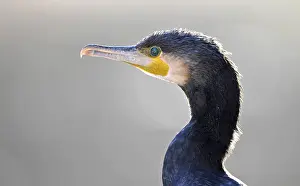 Great Cormorant (Phalacrocorax carbo), portrait