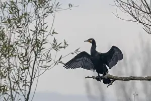 Great Cormorant (Phalacrocorax carbo) Resting on a tree