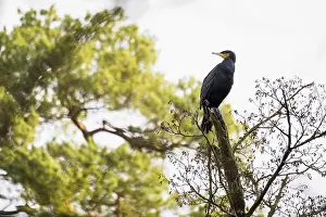 Great cormorant (Phalacrocorax carbo) standing on a branch of a tree