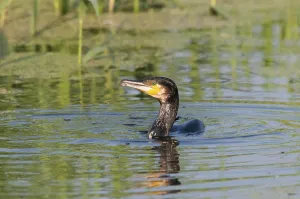 Great cormorant (Phalacrocorax carbo) in water