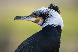 Great cormorant (Phalacrocorax carbo) in winter dress