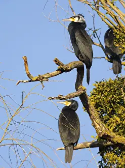 Great Cormorants (Phalacrocorax carbo)