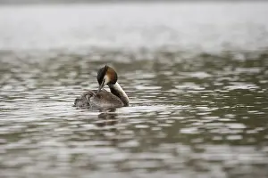 Great crested grebe, body care (Podiceps cristatus)