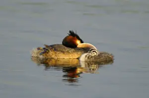 Great Crested Grebe with chicks, Netherlands