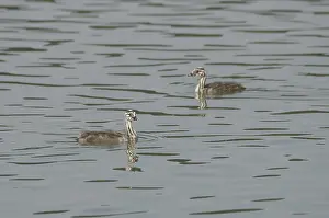 Great crested grebe duet, juvenile (Podiceps cristatus)