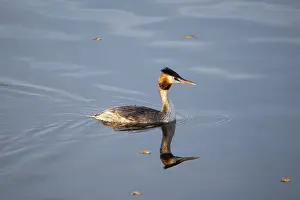 Great crested grebe eating a fish in the wetland Haff Reimech in Luxembourg