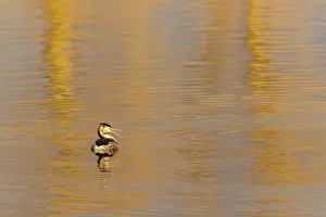 A great crested grebe in golden water at sunset