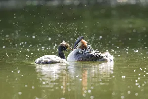 Great crested grebe (Podiceps cristatus)