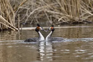 Great Crested Grebe (Podiceps cristatus)