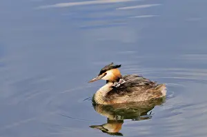 Great crested grebe (Podiceps cristatus)