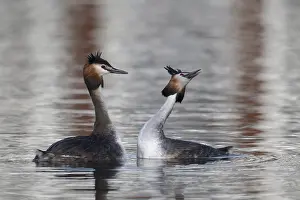 Great Crested Grebe (Podiceps cristatus)