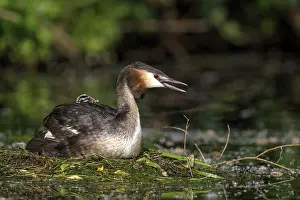 Great Crested Grebe (Podiceps cristatus)