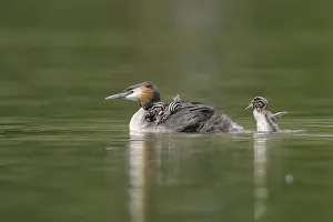 Great crested grebe (Podiceps cristatus)