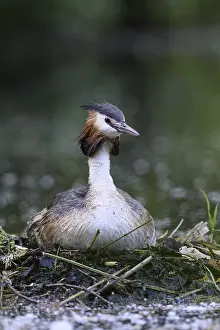 Great Crested Grebe (Podiceps cristatus)