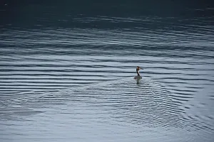 Great Crested Grebe (Podiceps cristatus)