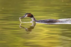 Great crested grebe (Podiceps cristatus)