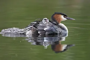 Great crested grebe (Podiceps cristatus)