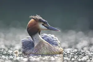 Great Crested Grebe (Podiceps cristatus)