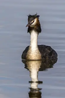 Great Crested Grebe (Podiceps cristatus)