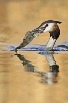 Great Crested Grebe (Podiceps cristatus)