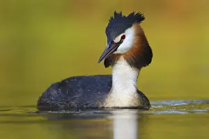 Great Crested Grebe (Podiceps cristatus)