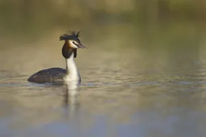 Great Crested Grebe (Podiceps cristatus)