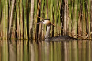 Great Crested Grebe (Podiceps cristatus)