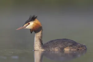 Great Crested Grebe (Podiceps cristatus)