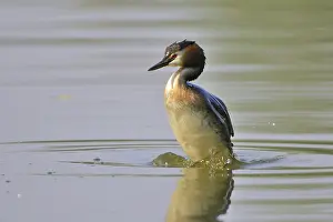 Great Crested Grebe (Podiceps cristatus)