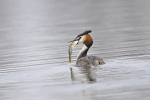 Great Crested Grebe (Podiceps cristatus)
