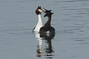 Great Crested Grebe (Podiceps cristatus)