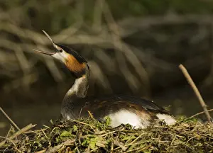 Great Crested Grebe (Podiceps cristatus)