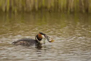 Great crested grebe (Podiceps cristatus)