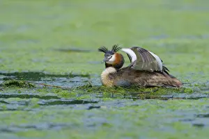 Great crested grebe (Podiceps cristatus)