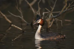Great Crested Grebe, (Podiceps cristatus)