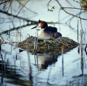 Great Crested Grebe (Podiceps cristatus)