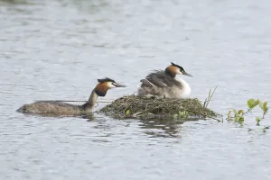 Great crested grebe (Podiceps cristatus)