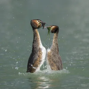 Great crested grebe (Podiceps cristatus)
