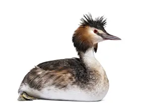 Great crested grebe, Podiceps cristatus
