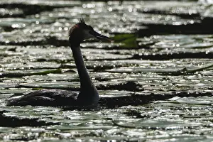 Great crested grebe (Podiceps cristatus)