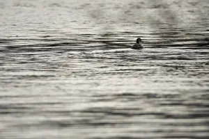 Great crested grebe (Podiceps cristatus)