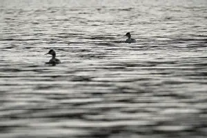 Great crested grebe (Podiceps cristatus)